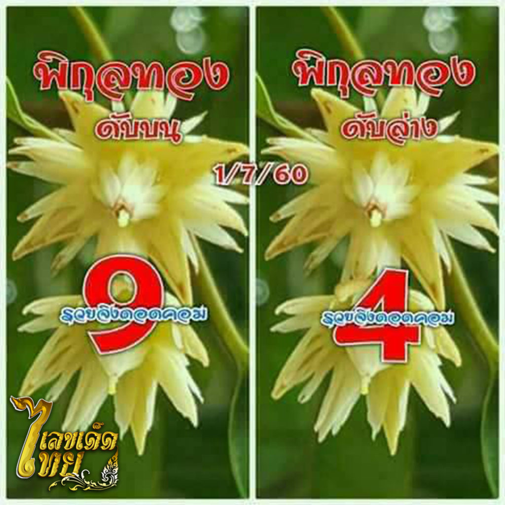 เลขเด็ด เลขดับพิกุลทอง หวย เลขเด็ดไทย